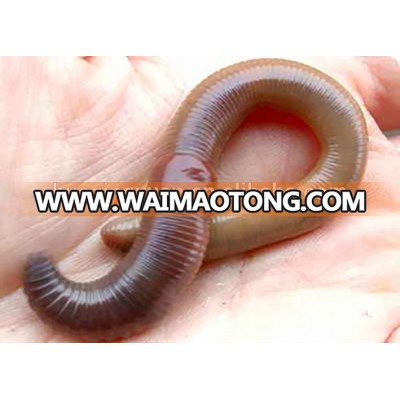 Live eisenia fetida 100% nature earthworm