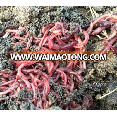 California worm red worm